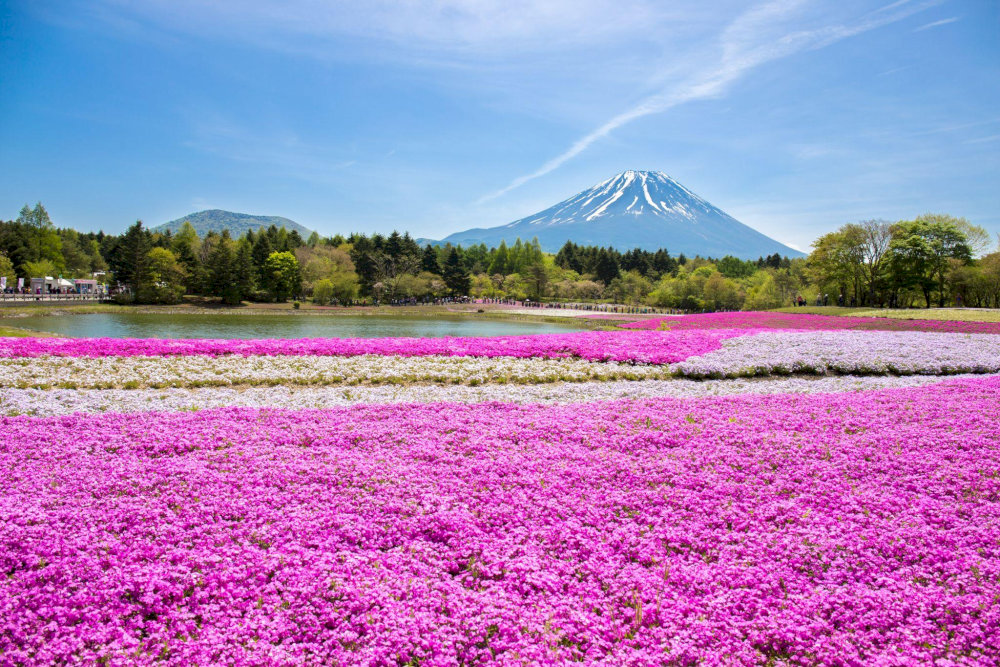 These low-growing flowers form dense, colorful carpets that appear to flow like rivers of color across the landscape, creating dreamlike scenes that epitomize Japanese spring beauty.
